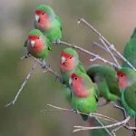 Agapornis o Inseparables: Cuidados, tipos y características 31 Inseparable de Namibia
