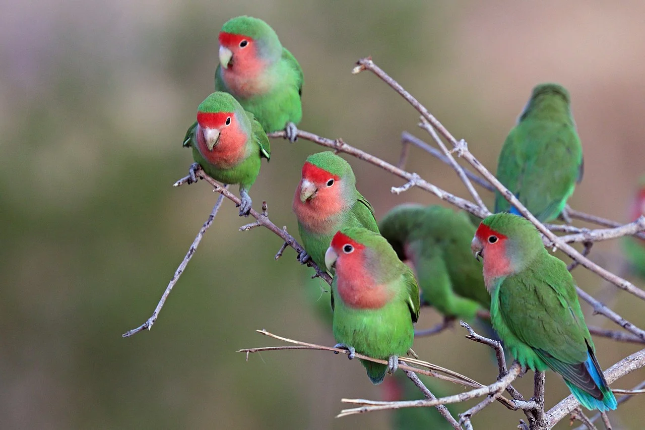 Agapornis o Inseparables: Cuidados, tipos y características 21 Agapornis roseicollis