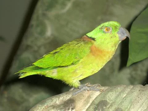 Agapornis o Inseparables: Cuidados, tipos y características 28 Agapornis swinderniana