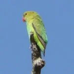 Agapornis o Inseparables: Cuidados, tipos y características 37 Agapornis taranta