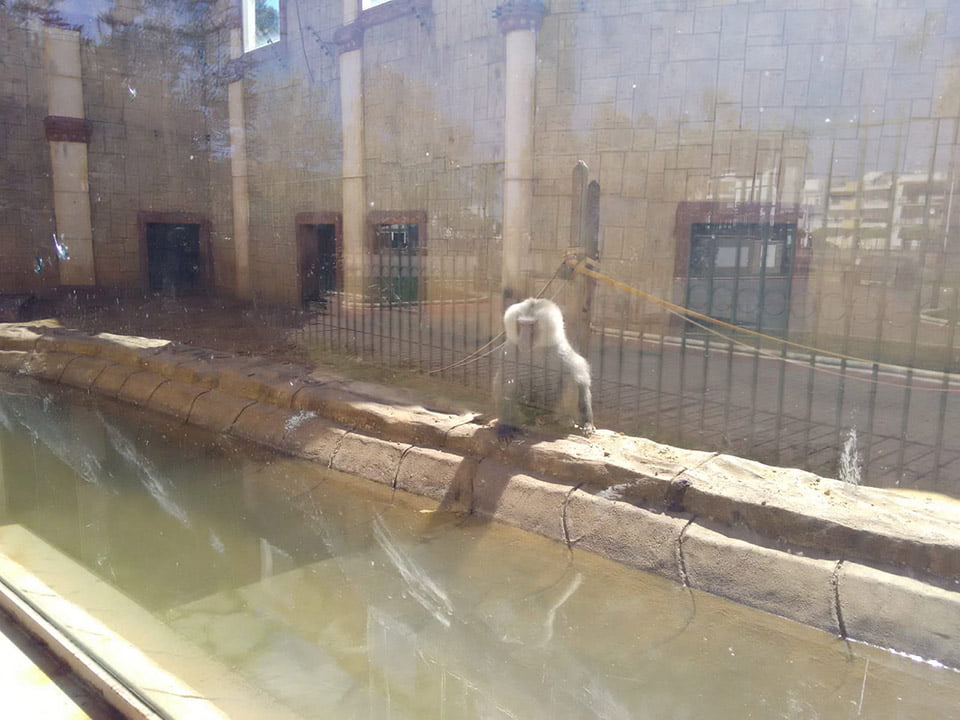 Animales abandonados en zoo de España