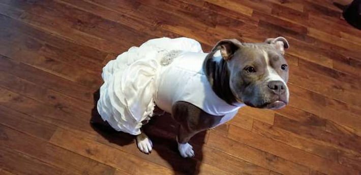 Bailey y su vestido Bailey y su vestido