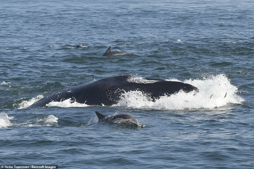 Ballena Bryde
