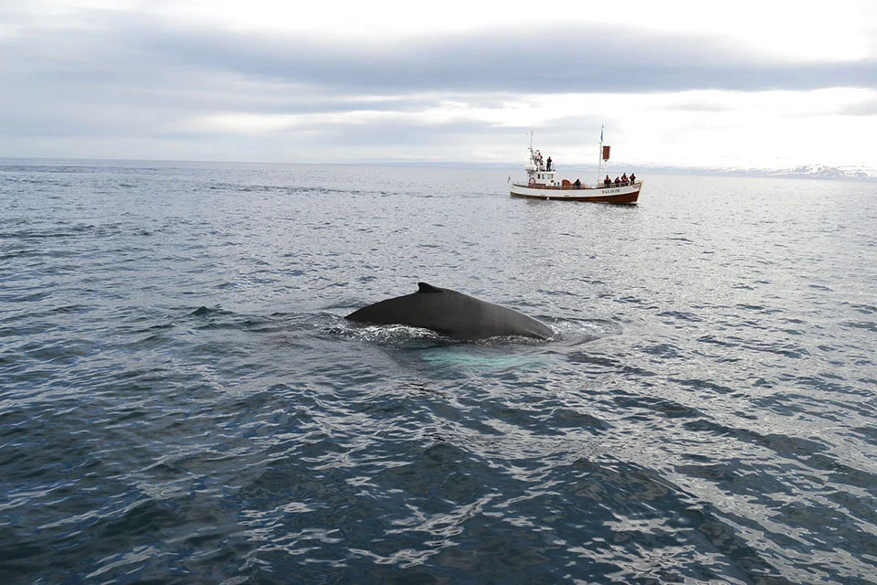 Ballena en Islandia