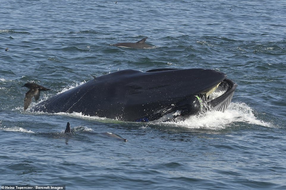 Ballena se traga a un buzo