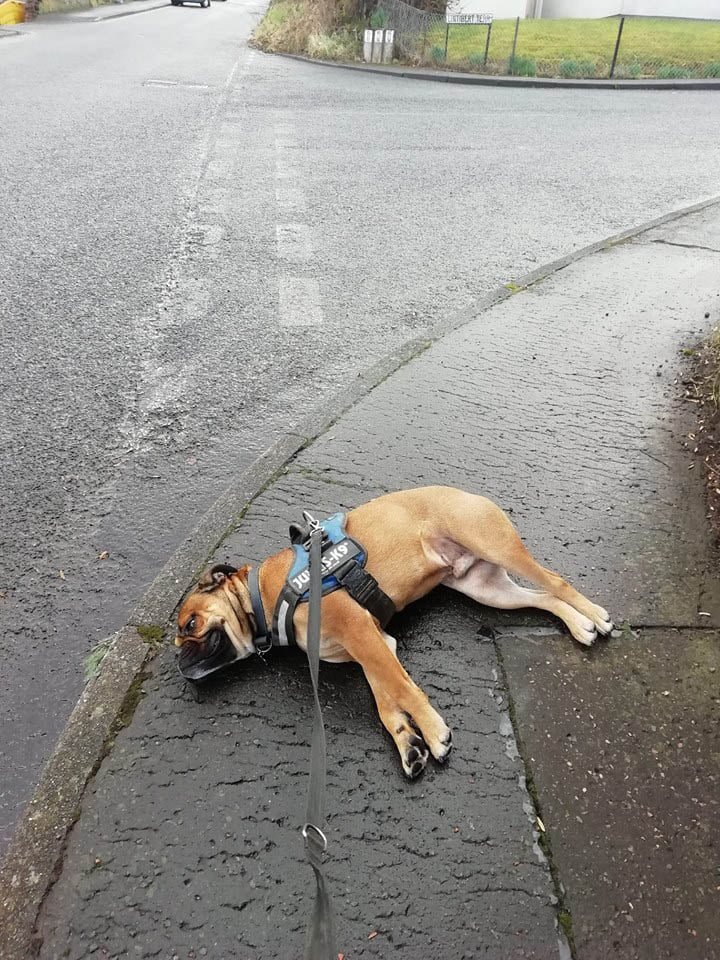 Perro dramático finge morir como protesta al no llevarlo por su ruta favorita para pasear 9 Begbie en el suelo