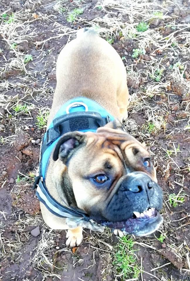 Perro dramático finge morir como protesta al no llevarlo por su ruta favorita para pasear 10 Begbie paseando