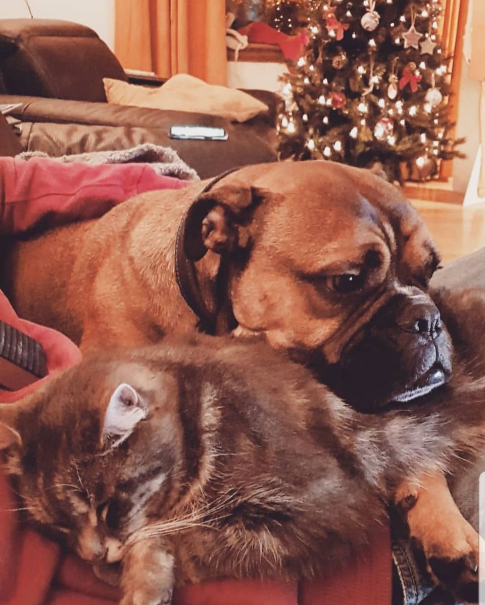 Perro dramático finge morir como protesta al no llevarlo por su ruta favorita para pasear 14 Begbie y su hermano gato
