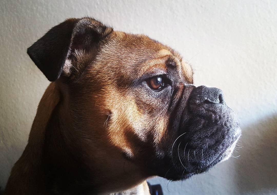 Perro dramático finge morir como protesta al no llevarlo por su ruta favorita para pasear 8 Begbie