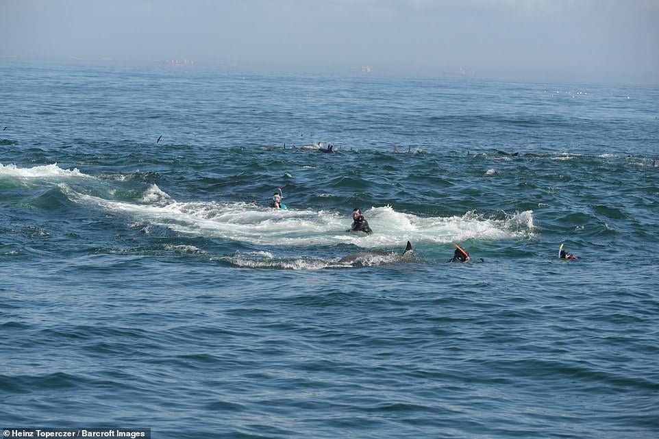 Buzo escupido por ballena