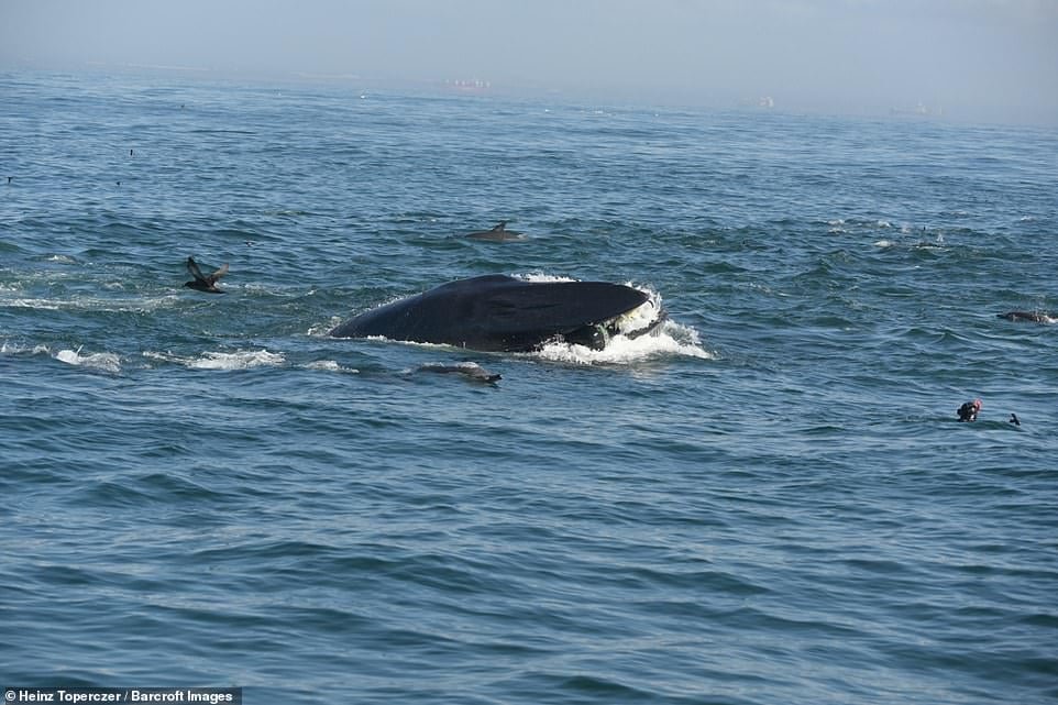Buzo tragado por ballena