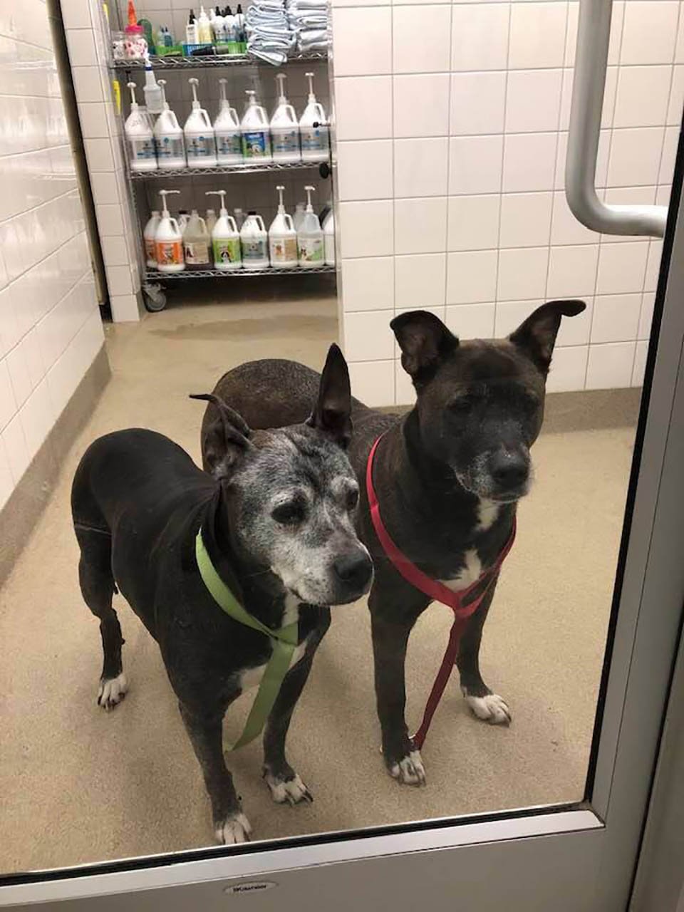 Trabajadores de una tienda encuentran a dos perros mayores abandonados en el baño 7 Dos perros abandonados en baño de petco