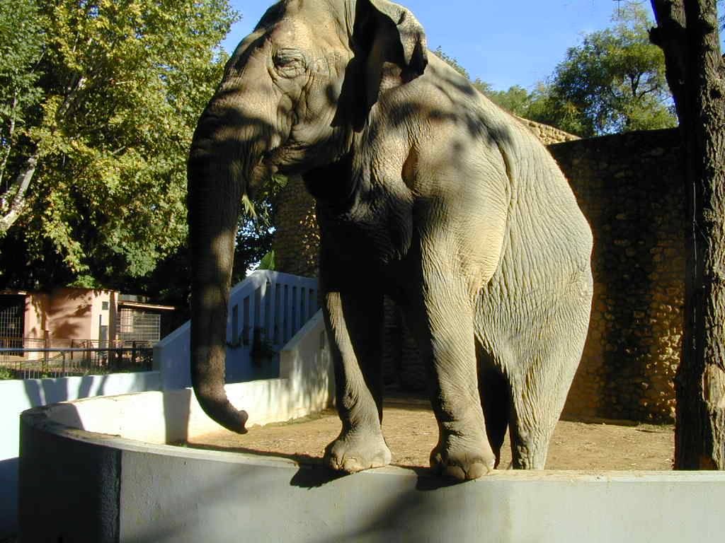 Elefante en zoológico de Córdoba