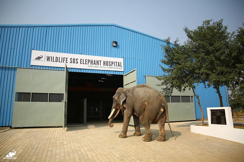 Elefante entra al hospital Elefante entra al hospital