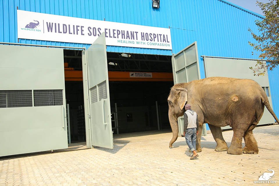 Elefante entrando al hospital Elefante entrando al hospital