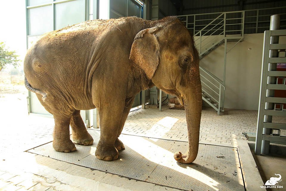 Elefante estrenando hospital Elefante estrenando hospital
