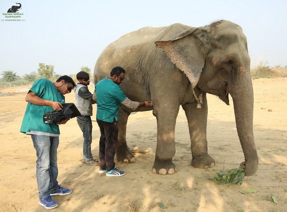 Elefante examinado Elefante examinado