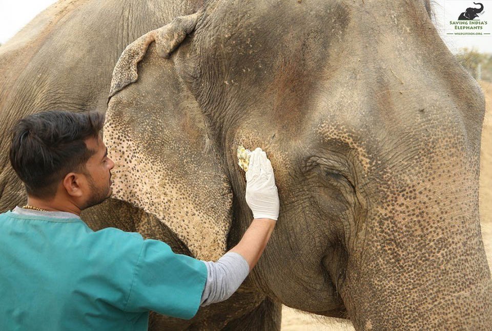Elefante siendo tratado Elefante siendo tratado