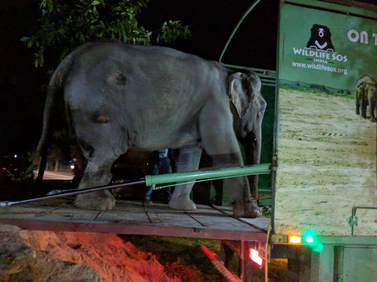 Elefante sube e la ambulancia Elefante sube e la ambulancia