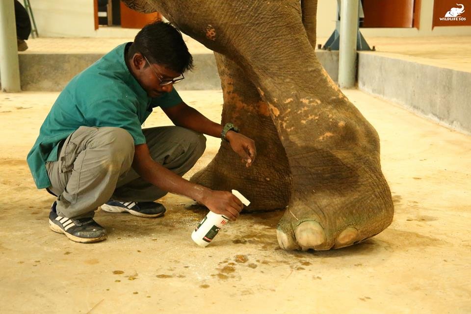 Elefante tratado Elefante tratado