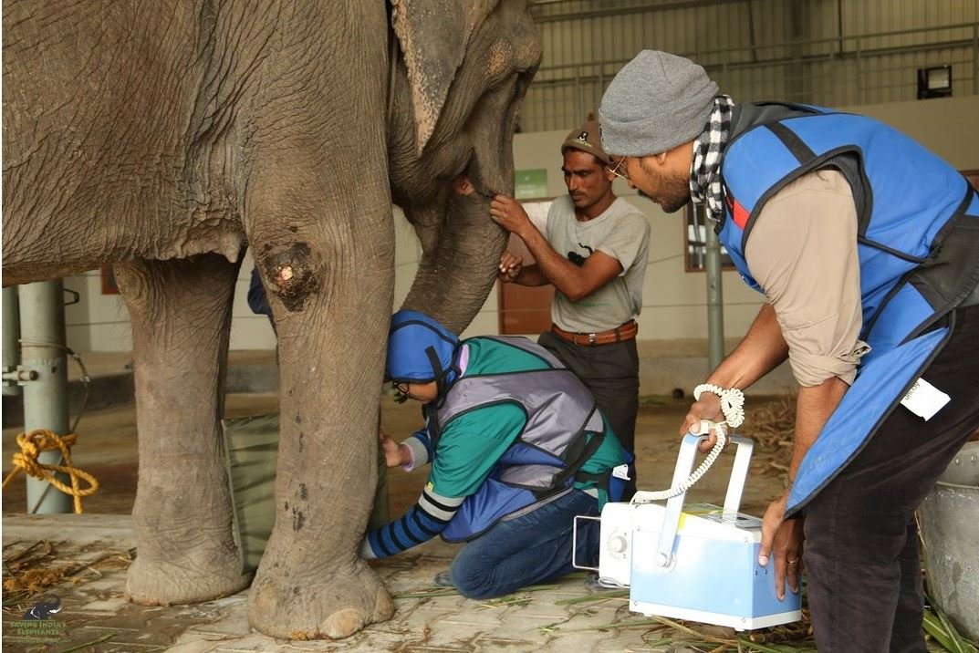 Examinan a elefante Examinan a elefante
