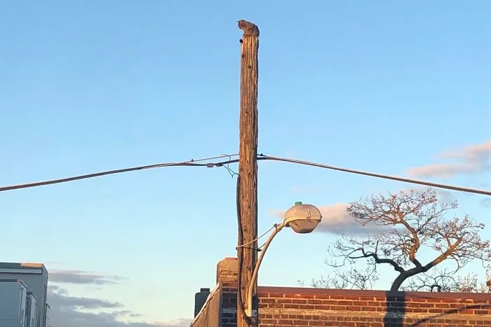 Gato en el poste de teléfono