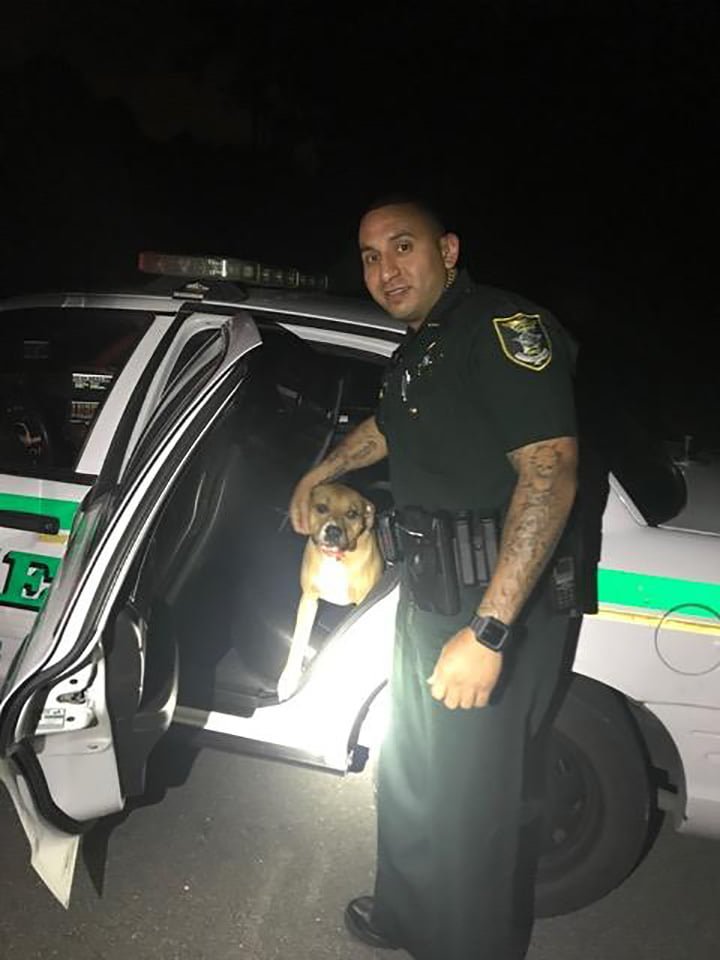 Hank sube al auto de policía Hank sube al auto de policía