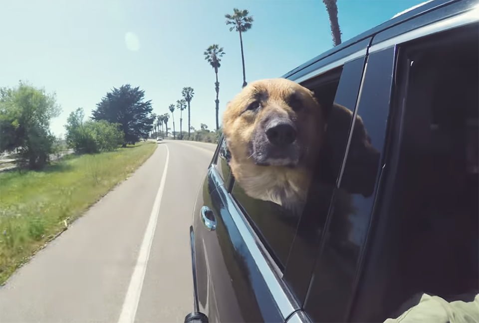 Herschel en auto