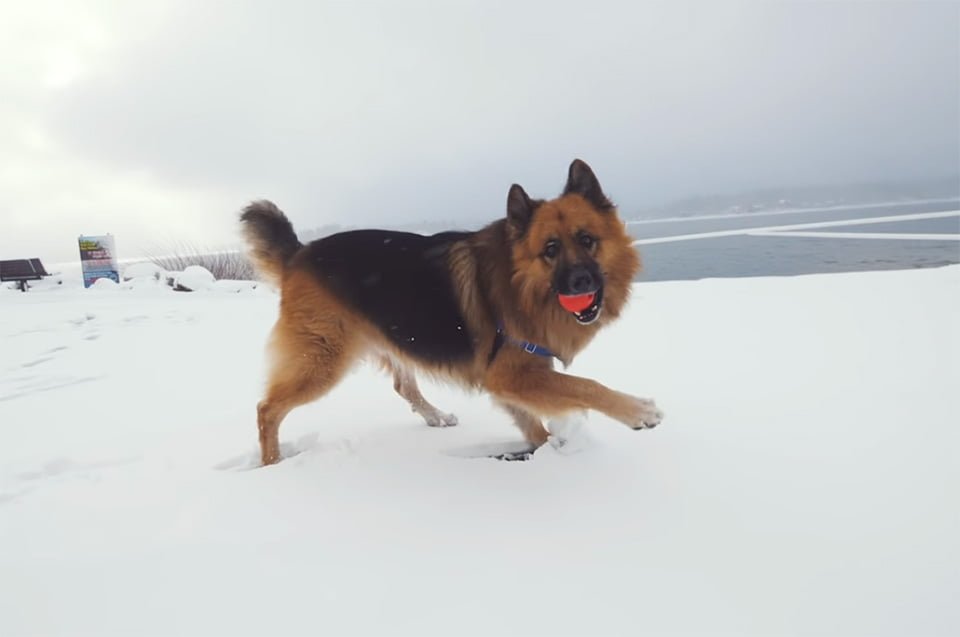 Herschel en la nieve