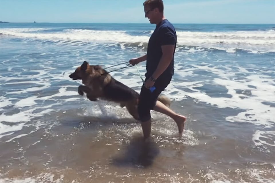 Herschel feliz en el mar
