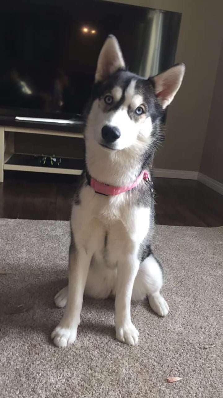Koda