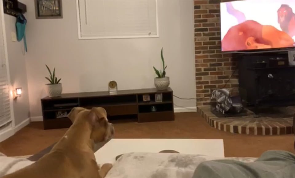 Luna viendo escena triste de El Rey León