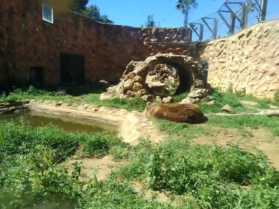 Oso en su recinto