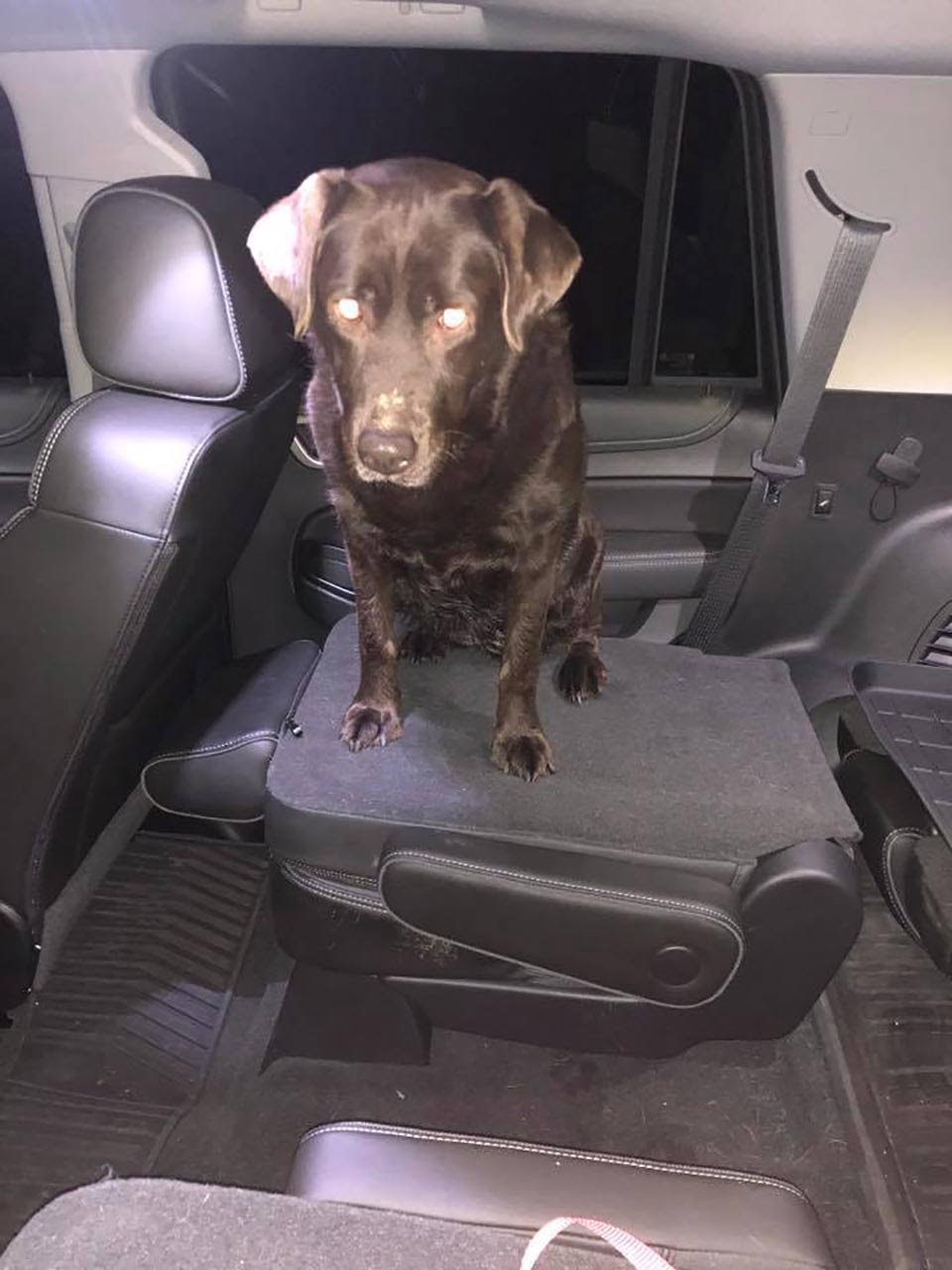 Hombre sostuvo un letrero de "perro perdido" en la calle hasta encontrar a su familia 10 Perrita encontrada recibe proteccion y se ubica en auto