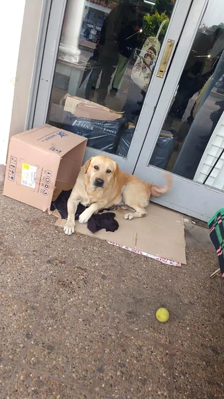 Perrito fiel esperando a su dueño