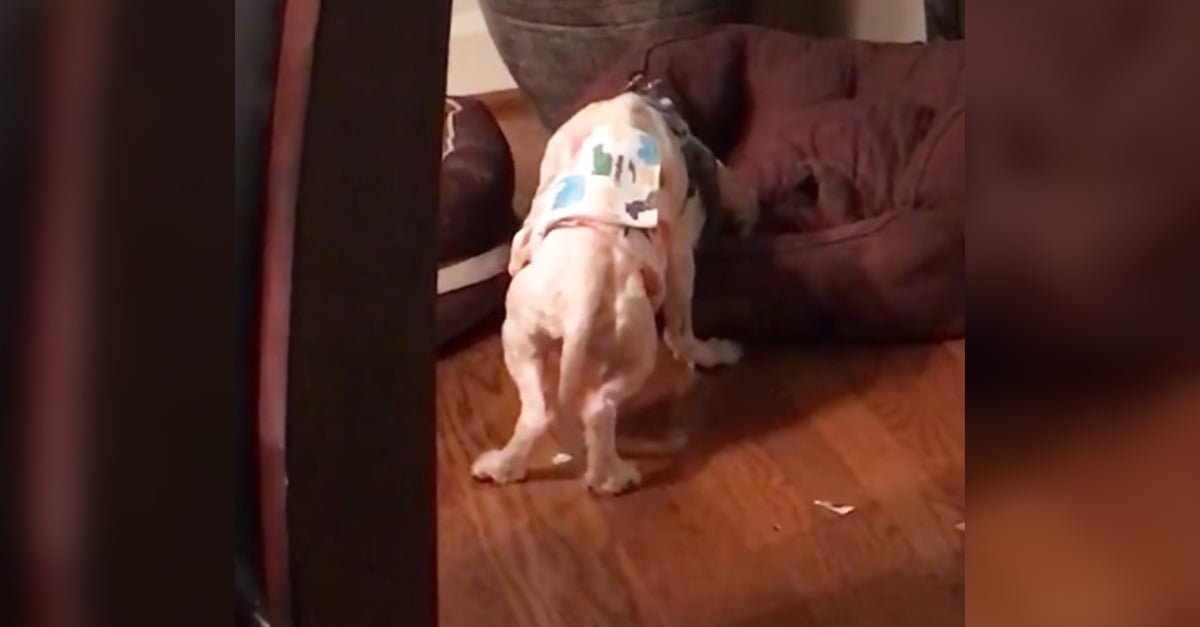 Perrito rescatado de una fabrica de cachorros no sabia dormir acostado