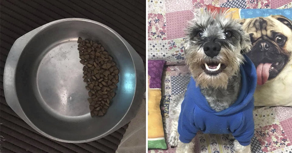 Perrito rescatado deja el tazón de comida medio lleno