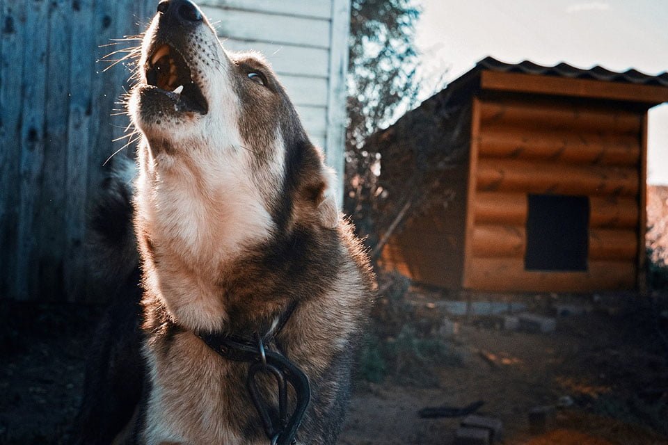 Perro abandonado Perro abandonado