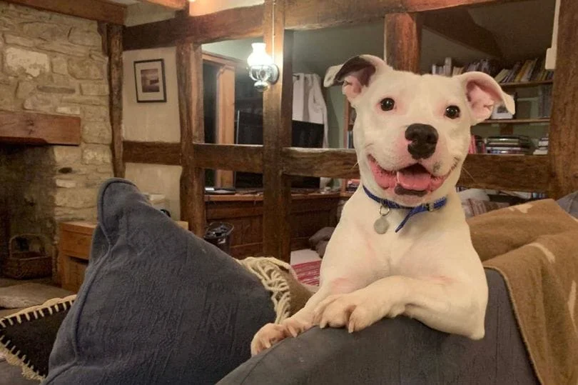 Perro es feliz al ser adoptado