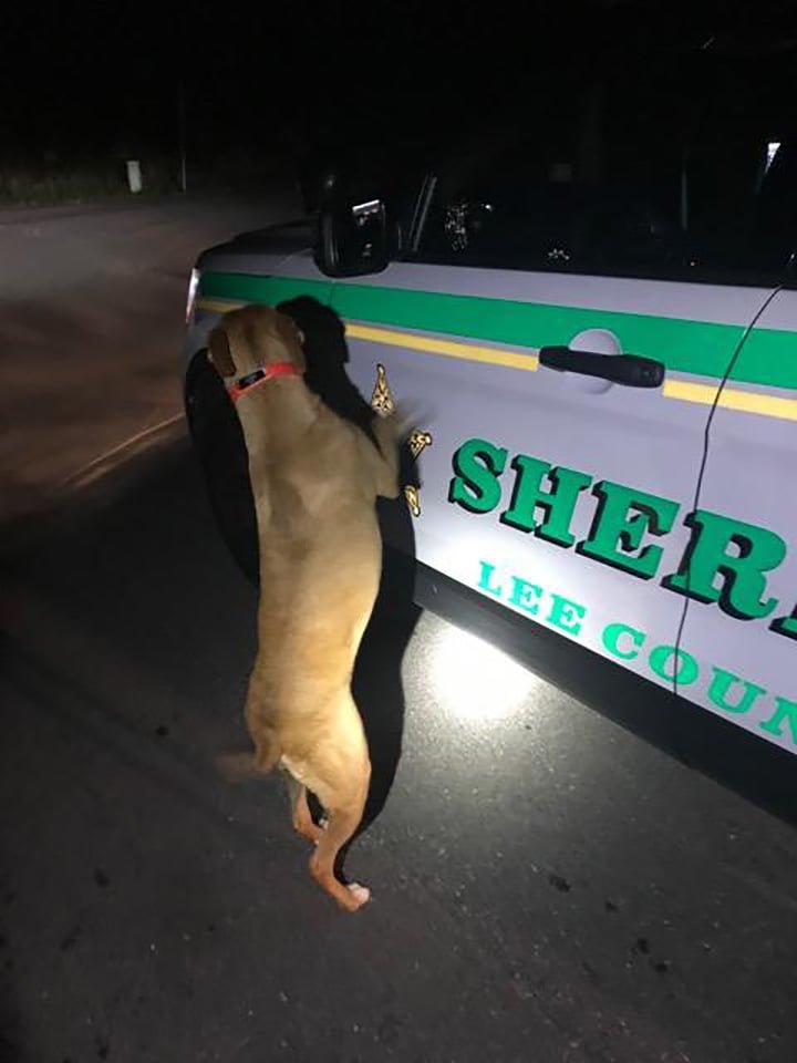 Perro perdido buscando ayuda Perro perdido buscando ayuda
