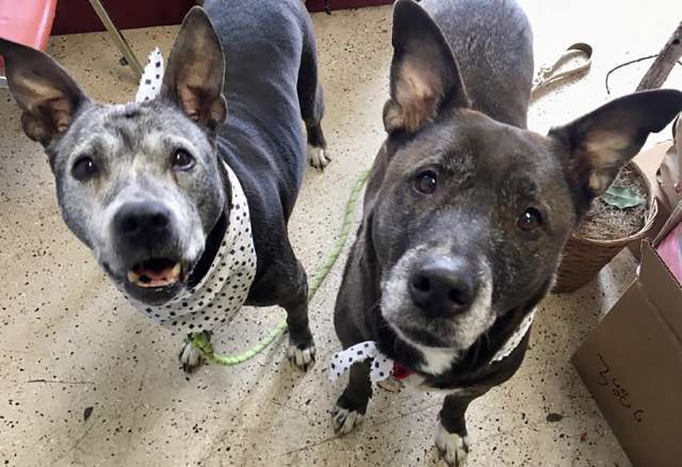 Trabajadores de una tienda encuentran a dos perros mayores abandonados en el baño 5 Perros Petco en su hogar de acogida en Michigan