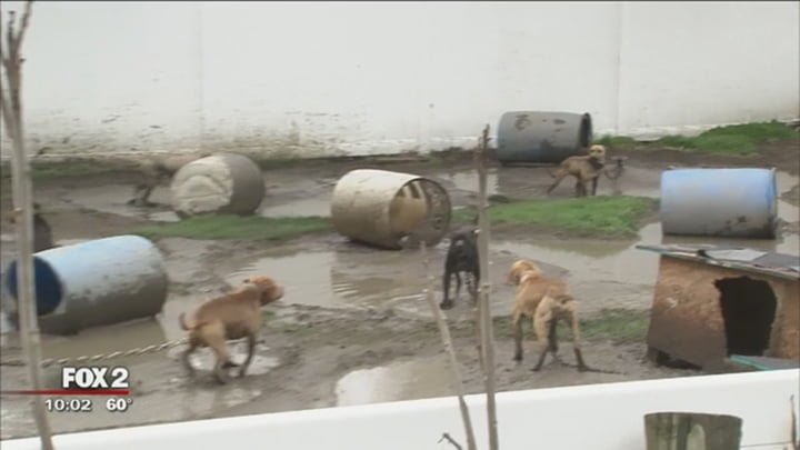 Perros en criadero