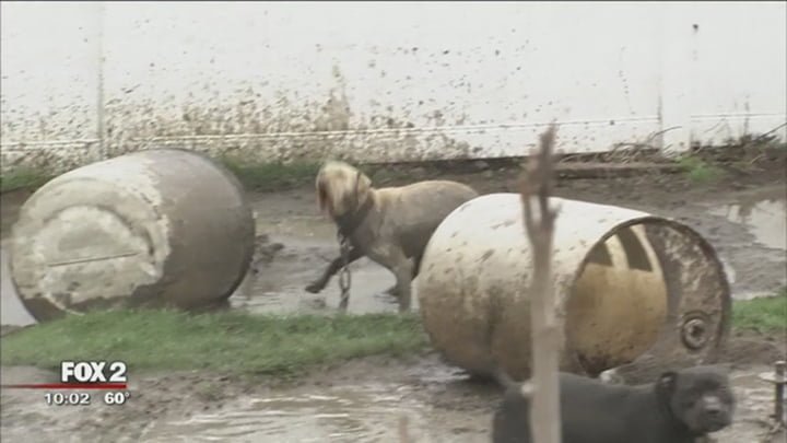 Perros en malas condiciones