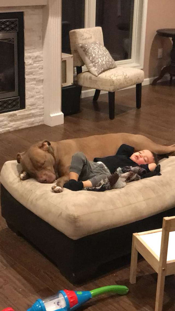 Pitbull reconforta a niño enfermo