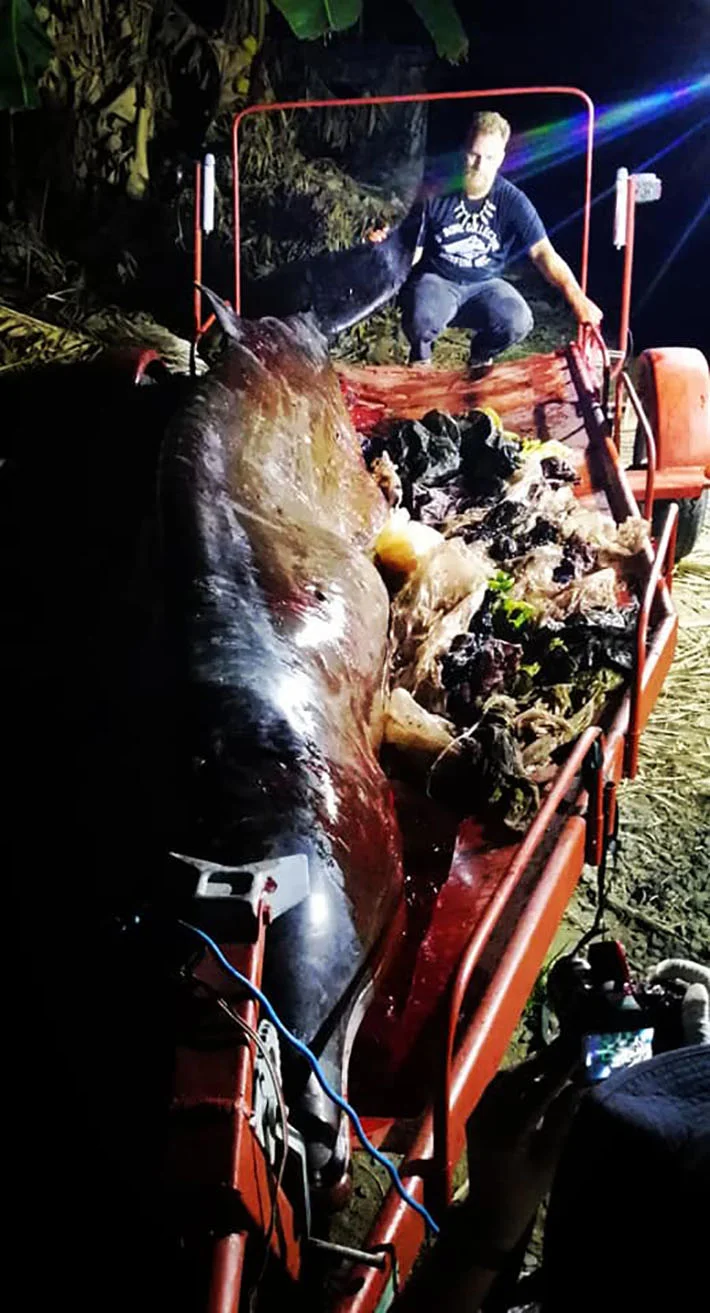 Plástico encontrado en el estómago de una ballena Plástico encontrado en el estómago de una ballena