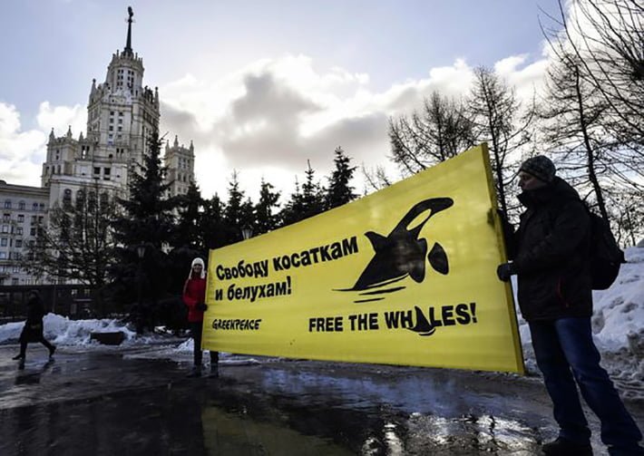 Presionan a Rusia para liberar ballenas Presionan a Rusia para liberar ballenas