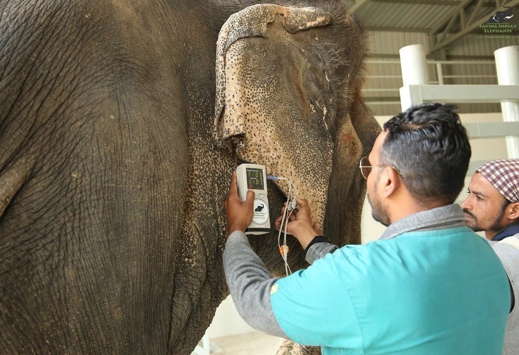 Realizan examen a elefante Realizan examen a elefante