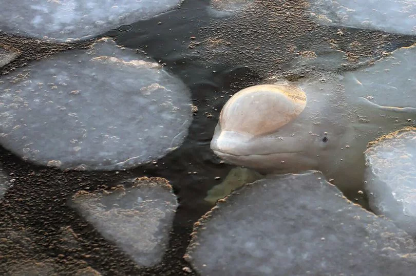 Rusia ordena que liberen ballenas Rusia ordena que liberen ballenas