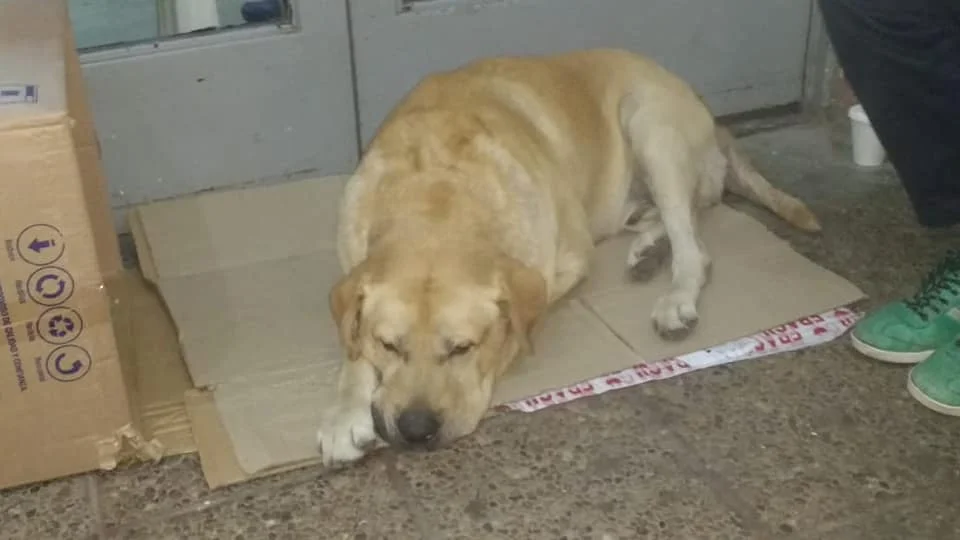 Toto espera a su dueño