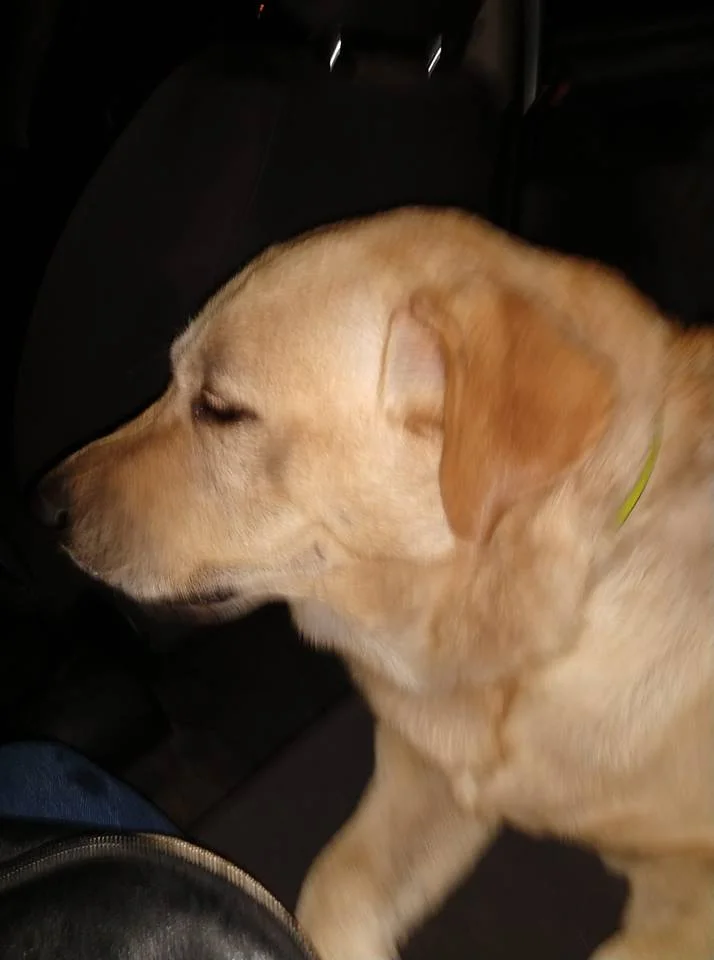 Toto rescatado